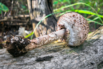 delicatessen mushroom umbrella on an old log in the forest