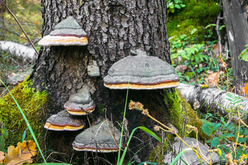 Fototapeta premium An old stump, infected by fungal plant pathogen - Polypore fungus. This species infects trees through broken bark, causing rot and continues to live on trees long after they have died, as a decomposer