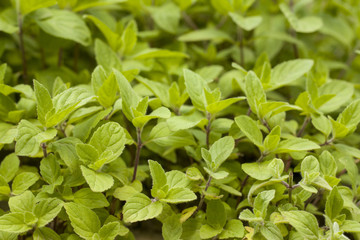 Fototapeta na wymiar young mint grows in nature