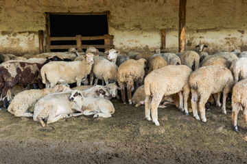 Obraz premium A herd of sheep resting in his paddock. Livestock farm, flock of sheep.