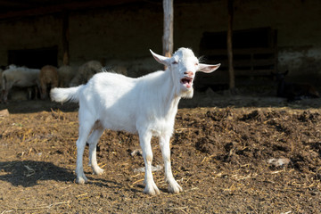 Obraz premium Young white goat on the farm. Livestock farm. Meat industry.