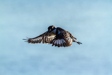 Pied kingfisher in flight in Kruger National park, South Africa ; Specie Ceryle rudis family of Alcedinidae