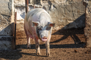 Big pig walks in paddock. Livestock farm.