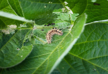Caterpillar pests on soybean leaves