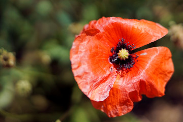 Mohnblume auf einer Wiese im Sommer	
