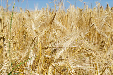 Fototapeta na wymiar Gerste auf einem Getreidefeld im Sommer 