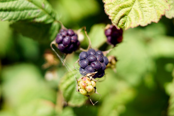 Reife Brombeeren an einem Strauch	