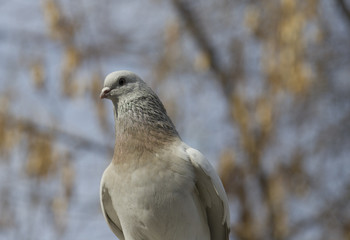 Group of pigeons taking a rest to continue flying