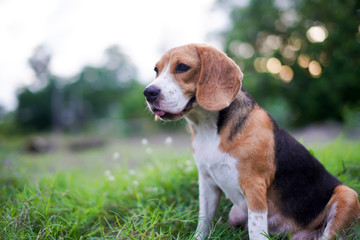 An adorable beagle dog sitting  outdoor on the grass field,soft focus and bokeh.