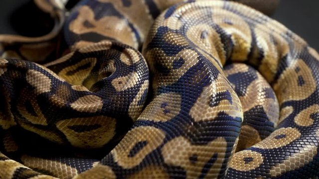 Footage of ball python on dark material