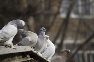Group of birds.Group of pigeons and the dove