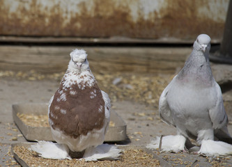 Group of birds.Group of pigeons and the dove