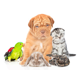 Group of pets together in front view. Isolated on white background