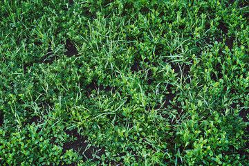 young grass in cold light. background image