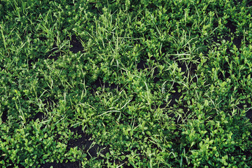 young grass in warm lighting. background image