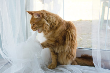 Large red marble Maine coon cat plays with a foil ball and nibbles the curtain