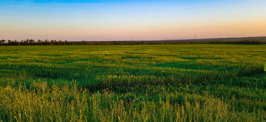 evening, wheat field, beautiful sunset in the steppe