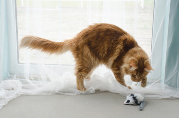 Young large red marble Maine coon cat playing with a toy