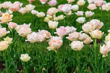 Beautiful pink tulips grow on the city flower bed. Landscape design. Selective focus, background