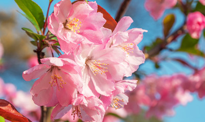 Close-up shot of springtime peach tree blossoms, blue sky on the background. Beautiful pink blossoming peach trees.