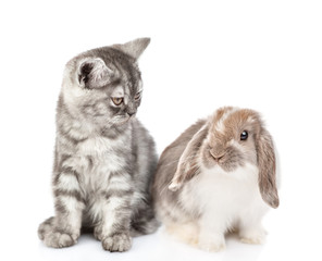 Kitten and rabbit sitting together. Isolated on white background