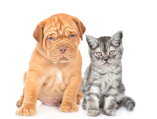 Tabby kitten sitting with mastiff puppy in front view. isolated on white background