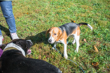 Beagle puppy playing with a puppy of a Staffordshire Terrier in the autumn Park