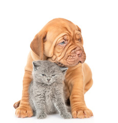 Puppy embracing cute kitten. isolated on white background
