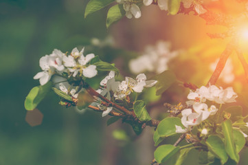 Spring branch with white small flowers at sunset. Background