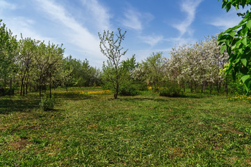 Ornamental garden with majestically blossoming large cherry trees and Apple trees on a fresh green lawn