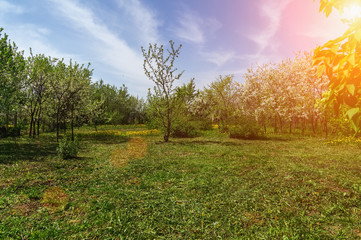 Naklejka premium Ornamental garden with majestically blossoming large cherry trees and Apple trees on a fresh green lawn