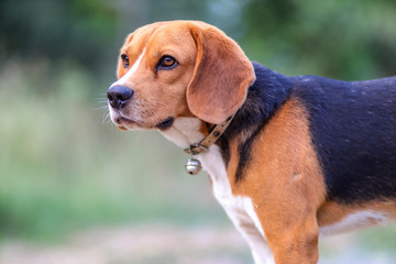 Portrait of an adorable beagle dog standing outdoor in the park.