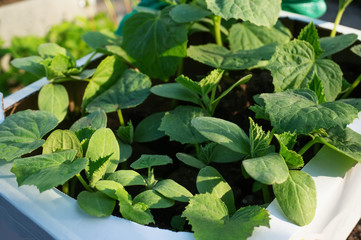 Cucumber seedlings in a cardboard eco-friendly container are ready for planting in a greenhouse. Spring work in the garden