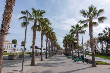 Exotic looking sidewalk with palm trees and scooters for rent