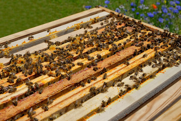 abeilles noires sur une ruche