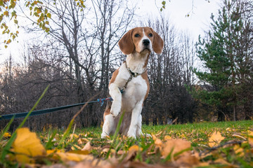 A smart beagle puppy on a walk in the city Park. Tricolor Beagle puppy is watching a peaceful...