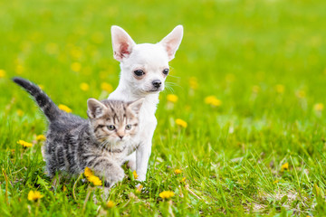 Chihuahua puppy and a kitten walking together on a green summer grass