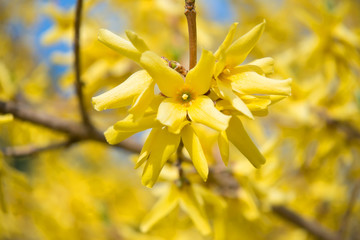 Beautiful yellow flowers on forsythia bush branches on a spring afternoon