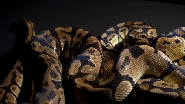 Footage of ball python on black table