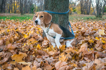A smart beagle puppy on a walk in the city Park. Tricolor Beagle puppy is watching a peaceful...
