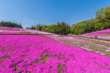 Fototapeta na wymiar 芝桜が満開の羊山公園の風景