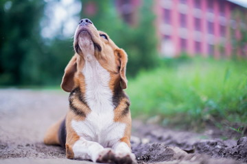 An adorable beagle dog yawning while lying down on the mud outdoor in the park.