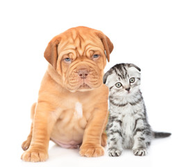 Mastiff puppy sitting with tiny kitten in front view and looking at camera. isolated on white background