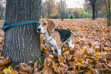 A smart beagle puppy on a walk in the city Park. Tricolor Beagle puppy is watching a peaceful...
