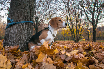 A smart beagle puppy on a walk in the city Park. Tricolor Beagle puppy is watching a peaceful...