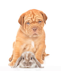Puppy and rabbit sitting together. Isolated on white background