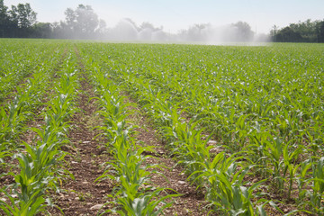 Naklejka premium Irrigation system watering corn field in summer season. Irrigating corn field 