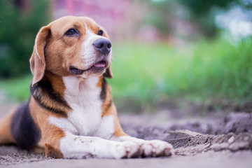 An adorable beagle dog lying down on the mud outdoor in the park.