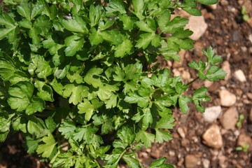 Parsley plant growing in the vegetable garden. Petroselinum crispum on summer