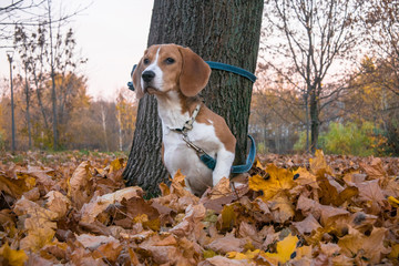 A smart beagle puppy on a walk in the city Park. Tricolor Beagle puppy is watching a peaceful...